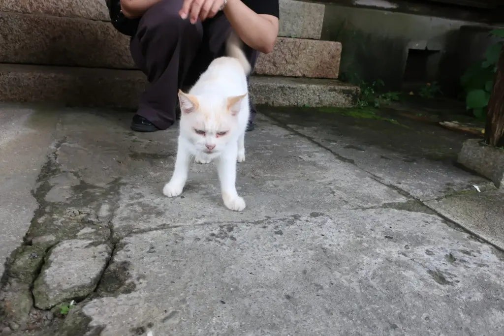 アワビウェア